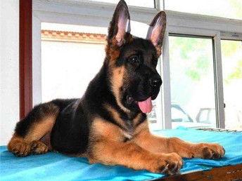 狼狗最新爆料网站下载视频,揭秘网站下载视频背后的秘密